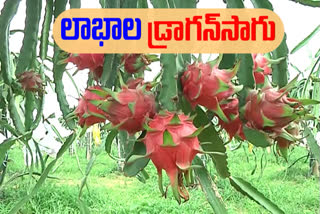 Dragon_Fruit