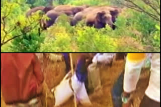 tusker attack