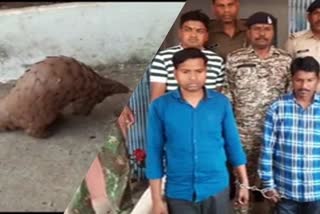 Two smugglers arrested for smuggling rare pangolin