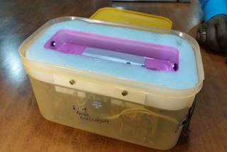 portable insulin cooler