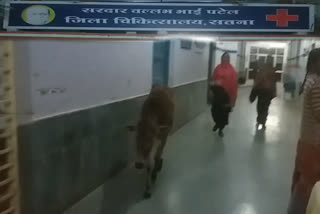 cattle-are-roaming-in-district-hospital-in-satna