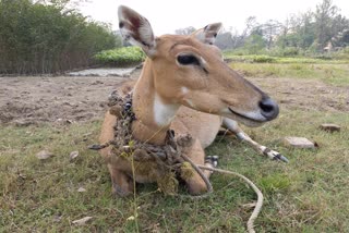 डॉक्टरों ने नीलगाय के बच्चे को बताया हिरण