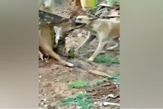 deer death for dog attacks