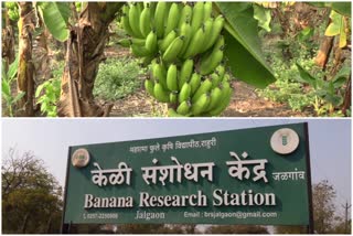 Banana Research Center jalgaon