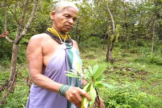 অৰণ্যৰ বিশ্বকোষ তুলসী গৌড়ালৈ পদ্মশ্ৰী বঁটা