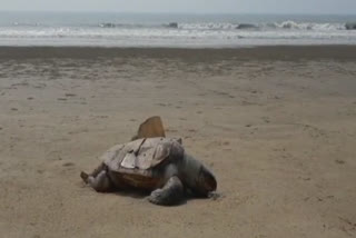 g Dead Turtle found on New Digha Sea Beach
