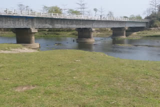 Dead pig floating at dhemaji tongani river assam etv bharat news