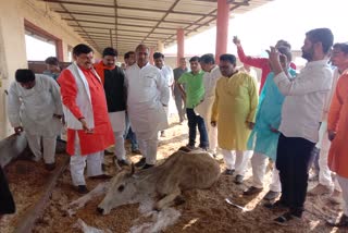 BJP delegation visits Kamdhenu Gau Sanctuary