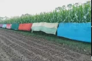 farmers are covering corn farm with old saree