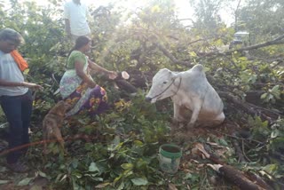 untimely rain gadchiroli