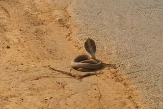 indian cobra sits beside main road