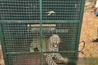 leopard  Capture  in mysore