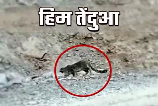 Chamoli Hindi News