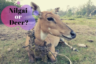 Nilgai or deer?