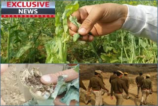 Police action on illegal cultivation of opium, अफीम की अवैध खेती पर पुलिस की कार्रवाई