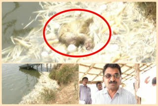 Archeology department officers checkings at Anamalamuru fish ponds in prkasham district