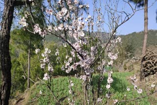 stone fruit production will increase in mandi