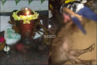 devotees sacrifice buffalo to Goddess Durga