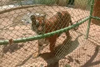 tiger killed a person in ranchi zoo