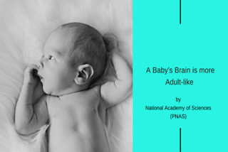 Newborns' brain hardwired to see faces, places