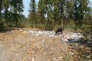 Garbage being thrown in Korba forest