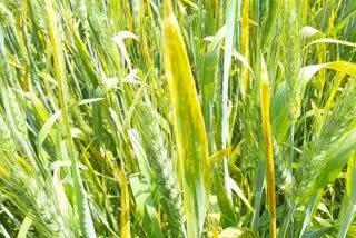 How to protect the crop from yellow rust disease