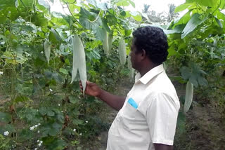 Dharmapuri farmers are happy with the increase in snakegourd yields
