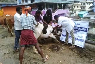 kovai valparai  foot and mouth disease camp conducted for cattle