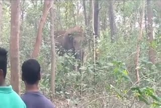 school shuts down as elephants enter village