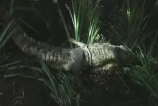 Crocodile Captured by jatrata Villagers