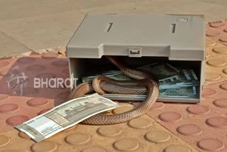 Cobra found inside an ATM
