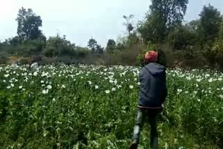 Police destroyed poppy cultivation in chatra