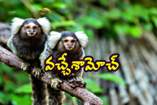 marmoset-monkey-in-vishaka-zoo-park