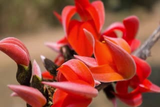 flowers in the Palash tree have not come in palamu