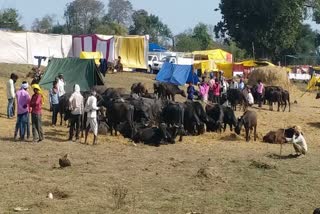 animal fair held in Mandla