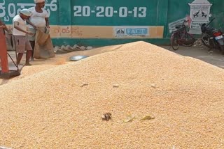 corona virus effect: Traders do not buy corn