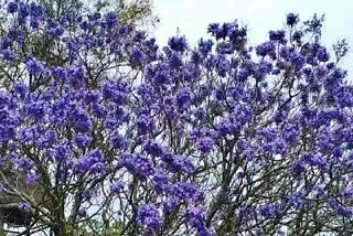 Jacaranda