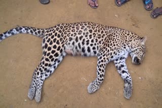 Dead leopard recovered ta Madhoting tea garden Naharkatiya