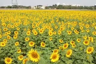 sunflower ready to sale