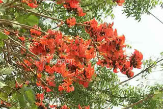 Trees with red flowers