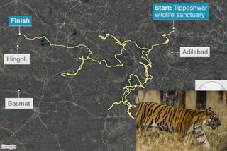 tiger-walks-2000km