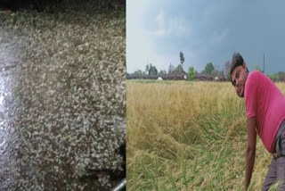 करौली न्यूज़, Hailstorm in Karauli