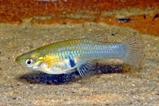 gambusia fish is helping to decrease malaria and dengue mosquitoes egg