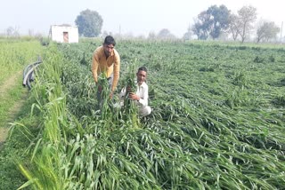 भिवानी ओलावृष्टि फसल खराब