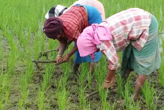 Bao Dhan as alternative measures for Agriculture in Flood pron in Lakhimpur District