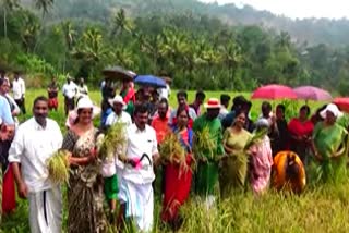 അടിമാലി എസ്എന്‍ഡിപി ഹയര്‍സെക്കന്‍ററി സ്‌കൂള്‍  Adimaly SNDP Higher Secondary School  idukki news  koythulsavam  കൊയ്‌ത്തുത്സവം  ഇടുക്കി വാര്‍ത്തകള്‍