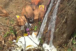 White foam comes out of tree in balodabazar