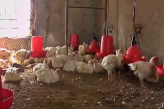 Poultry business affected due to Corona virus