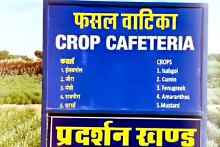 rajasthan news, राजस्थान की हिंदी खबर ,फसल उत्पादन के तरीके, Crop production methods