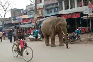 satgaon_panjabari_ELEPHANT_persecuation